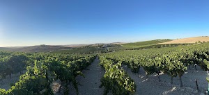 Our Vineyard 1 Viñedos Robyn - Cortijo de las Cortes place picture